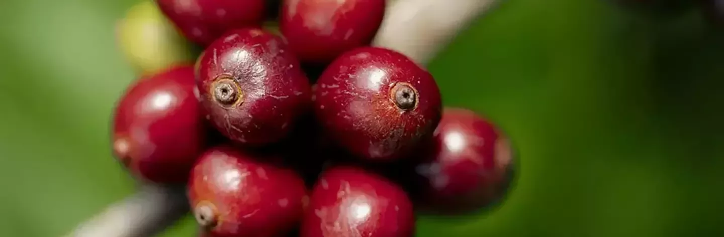 yespincycle咖啡超越2025年再生农业目标