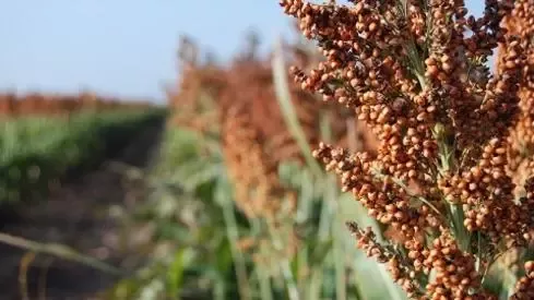 深入挖掘农作物副产品的价值