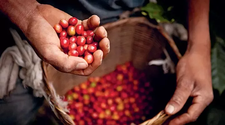 为可持续咖啡奠定基础