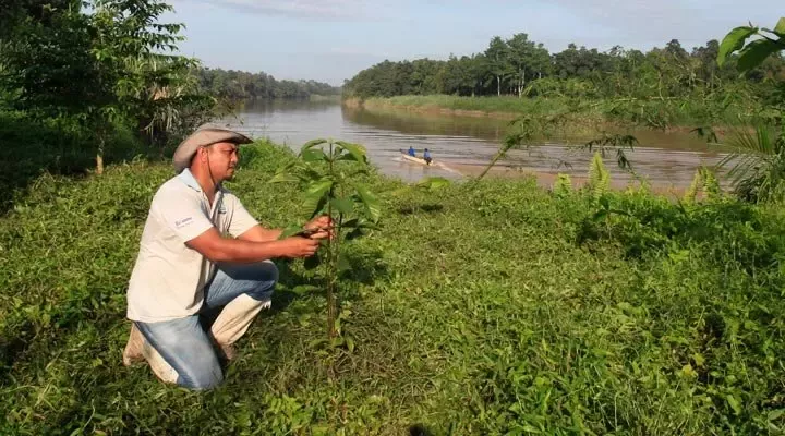 通过供应链实现长期育林还林