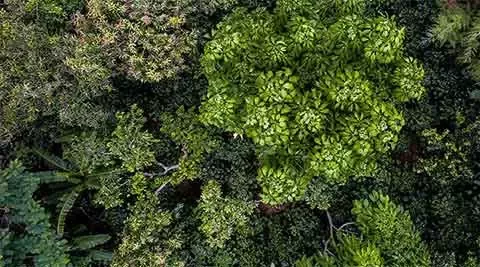 我们的森林正效战略