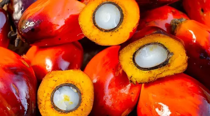 负责任采购的棕榈油